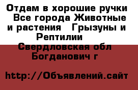 Отдам в хорошие ручки - Все города Животные и растения » Грызуны и Рептилии   . Свердловская обл.,Богданович г.
